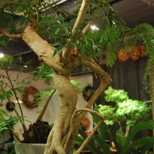 シェフレラ気根朴仕立て - Collection : コレクション - NEO GREEN